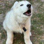 Un Alusky assis sur un terrain herbeux et portant un collier autour du cou