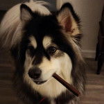 Un Alusky sur un plancher et ayant un objet dans sa gueule 