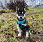 Un Alusky assis sur un terrain herbeux et qui est tenu en laisse 