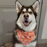 Un Alusky assis et portant un foulard autour du cou