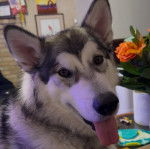 Un Alusky regardant vers la caméra et ayant la langue pendante 