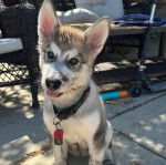 Un Alusky assis sur une surface bétonnée et portant un collier autour du cou