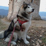 Un Alusky assis sur un terrain herbeux et qui est tenu en laisse 