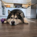 Un Alusky allongé sur un plancher et semblant détendu 