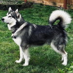 Un Alusky sur une surface gazonnée et portant un collier autour du cou