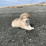 Un chiot Alusky allongé sur des gravillons et semblant détendu 