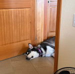 Un Alusky allongé sur un sol carrelé et portant un collier autour du cou