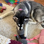 Un Alusky portant un collier autour du cou et reniflant une paire de chausson 