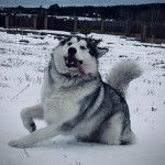 Un Alusky assis sur une surface enneigée et portant un collier autour du cou