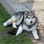 Un Alusky allongé sur une surface bétonnée et portant un collier autour du cou