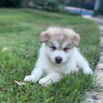 Un chiot Alusky allongé sur une surface gazonnée et semblant détendu