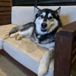 Un Alusky allongé sur un canapé et semblant détendu 