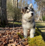 Un Alusky sur un sol jonchés de feuilles mortes et portant un collier autour du cou
