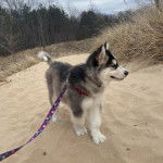 Un Alusky sur une surface sableuse et qui est tenue en laisse 