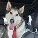 Un Alusky ayant la langue pendante et portant une cravate 