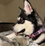 Un Alusky tirant la langue et portant un collier autour du cou