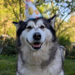 Un Alusky sur une surface gazonnée et portant un chapeau sur la tête 