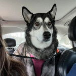 Un Alusky dans une voiture et portant un harnais 
