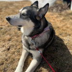 Un Alusky allongé sur une surface herbacée et qui est tenu en laisse 