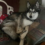 Un Alusky allongé sur un canapé et portant un collier autour du cou