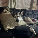 Un Alusky allongé sur un canapé et semblant détendu