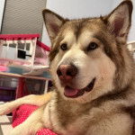 Un Alusky allongé et ayant la gueule légèrement ouverte 