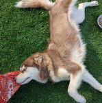 Un Alusky allongé sur une surface gazonnée et semblant détendu 