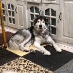 Un Alusky allongé sur une surface carrelé et regardant vers la caméra 