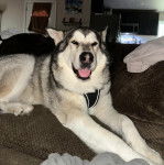 Un Alusky portant un harnais et tirant la langue 