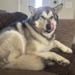 Un Alusky allongé sur un canapé et léchant son museau 