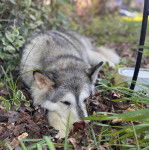 Un Alusky allongé sur une surface herbacée et semblant détendu