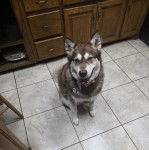 Un Alusky assis sur un sol carrelé et portant un collier autour du cou