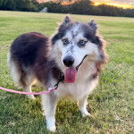 Un Alusky sur une surface gazonnée et qui est tenu en laisse