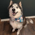 Un Alusky assis sur un plancher et portant un collier autour du cou
