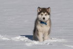 Un Alusky assis sur une surface enneigée et portant un collier autour du cou