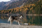Un Alusky sur une berge 