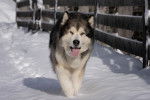 Un Alusky marchant sur une surface enneigée et tirant la langue 