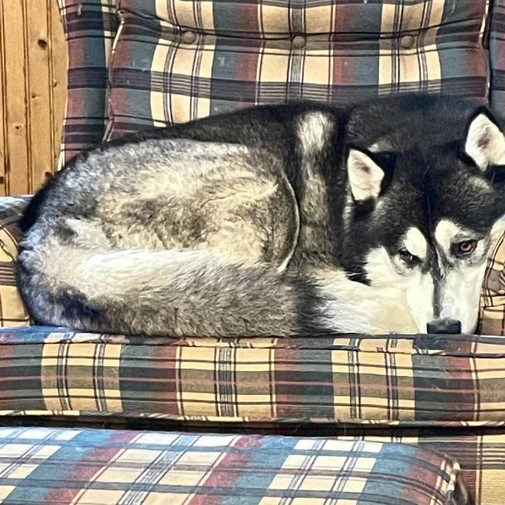 Un Alusky allongé sur un canapé et semblant détendu