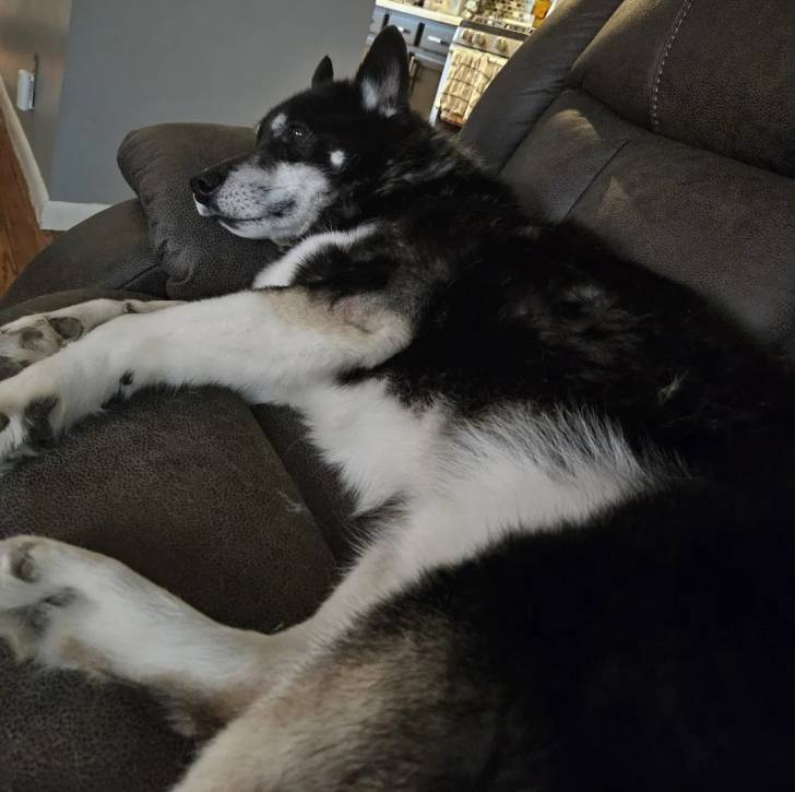 Photo Alusky