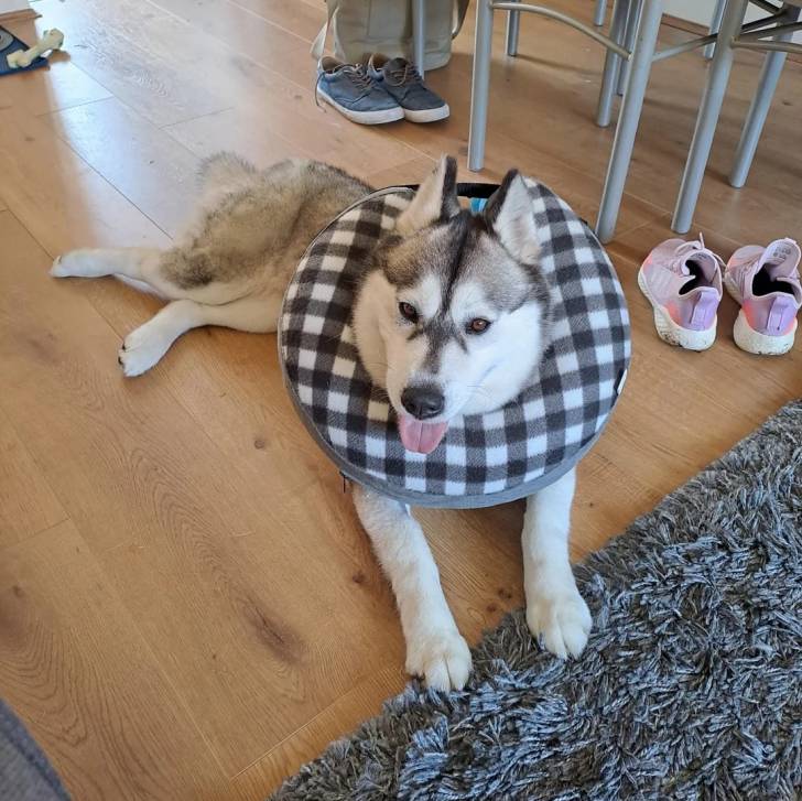 Photo Alusky