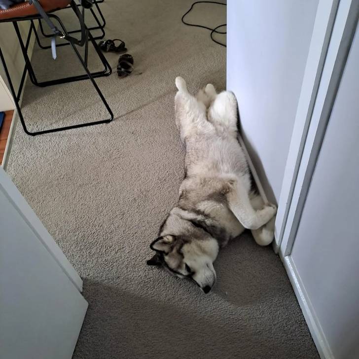 Photo Alusky