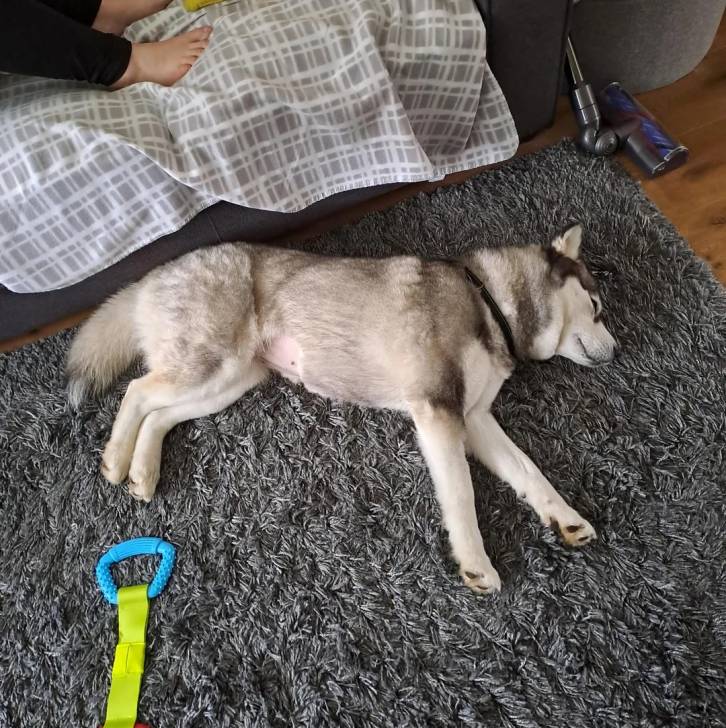 Photo Alusky