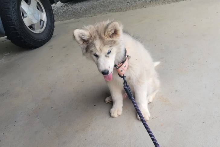 Photo Alusky