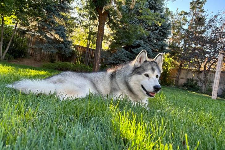 Un Alusky allongé sur une surface gazonnée 