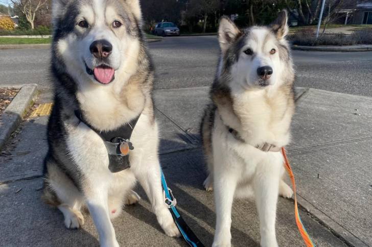 Deux Alusky assis et qui sont tous deux tenus en laisse 