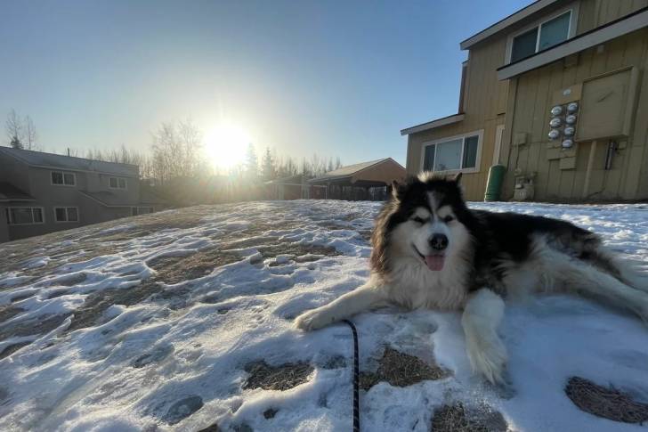 Un Alusky allongé sur une surface enneigée et tirant la langue 