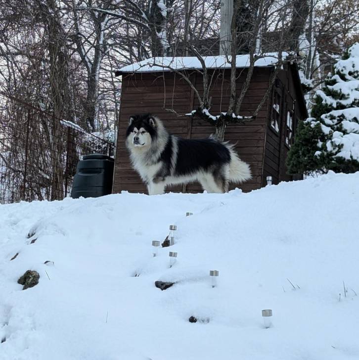 Un Alusky sur une surface enneigée 