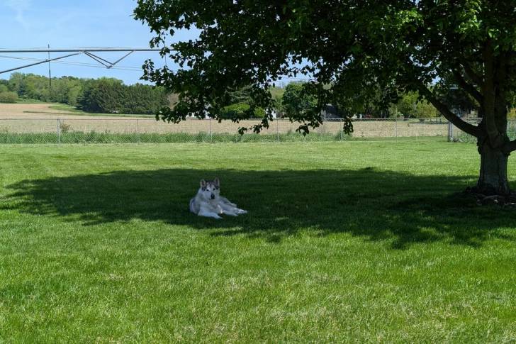 Un Alusky allongé sous un arbre et semblant détendu 