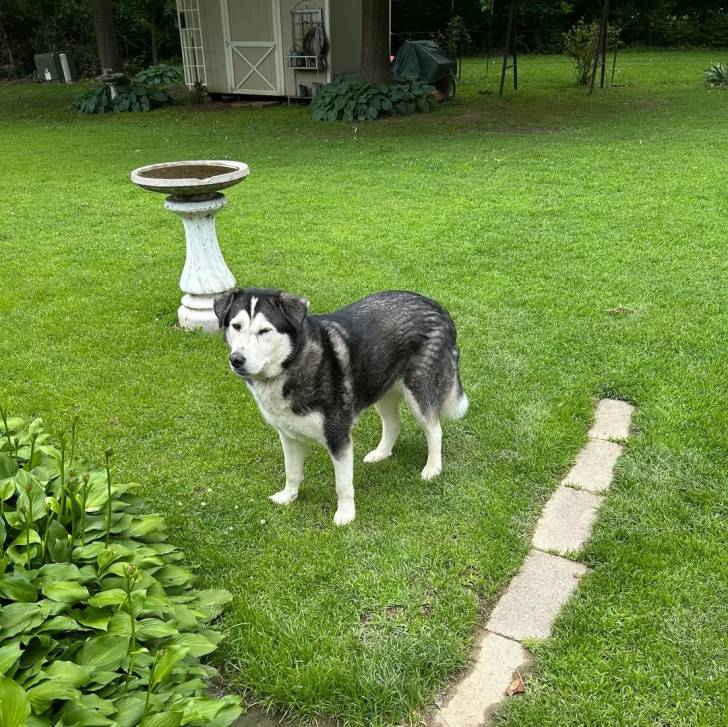 Un Alusky sur une surface gazonnée 