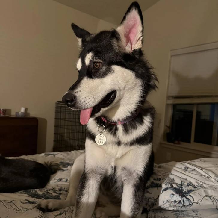 Un Alusky assis sur un lit et portant un collier autour du cou